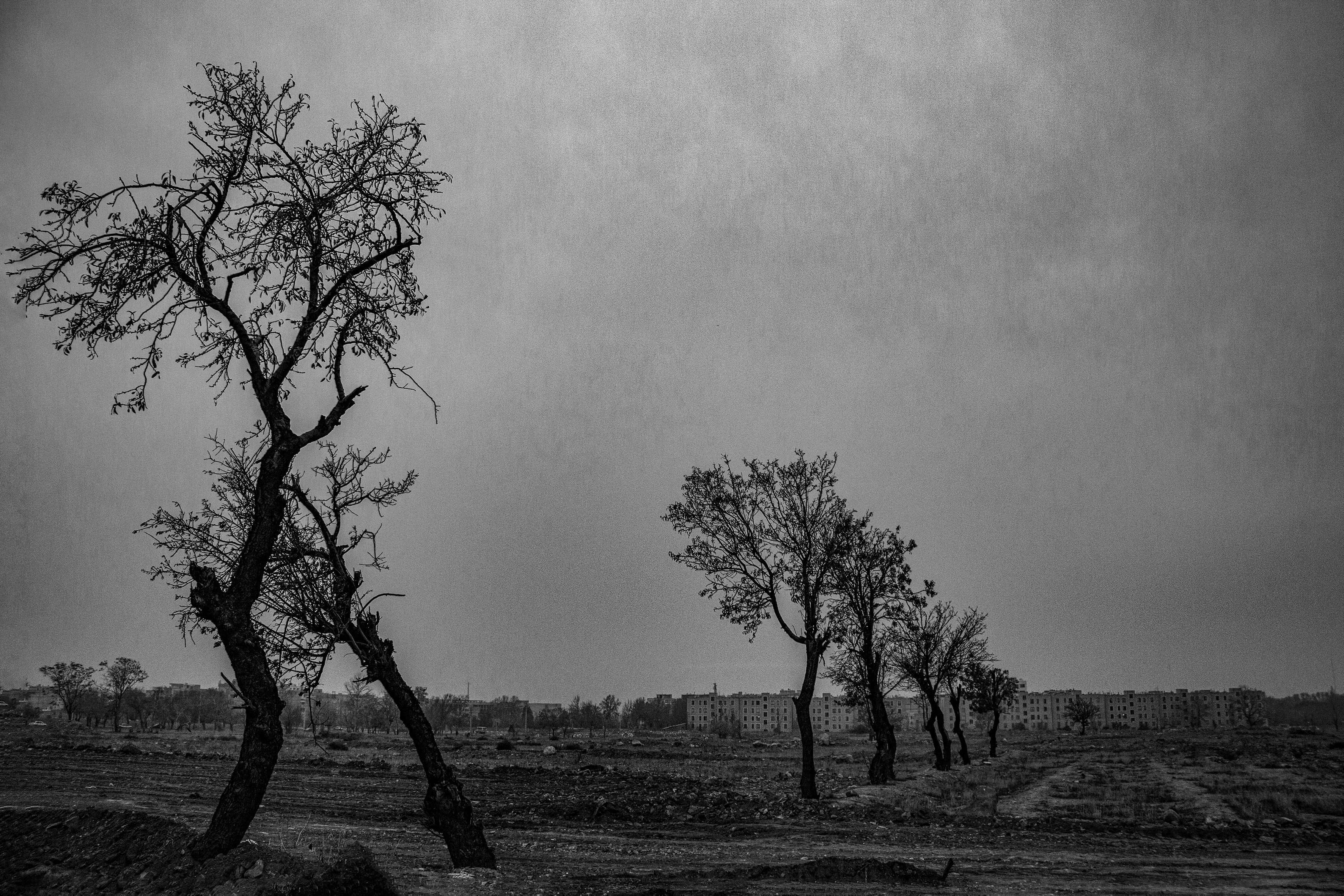 Untitled - Sareh Pirzadeh