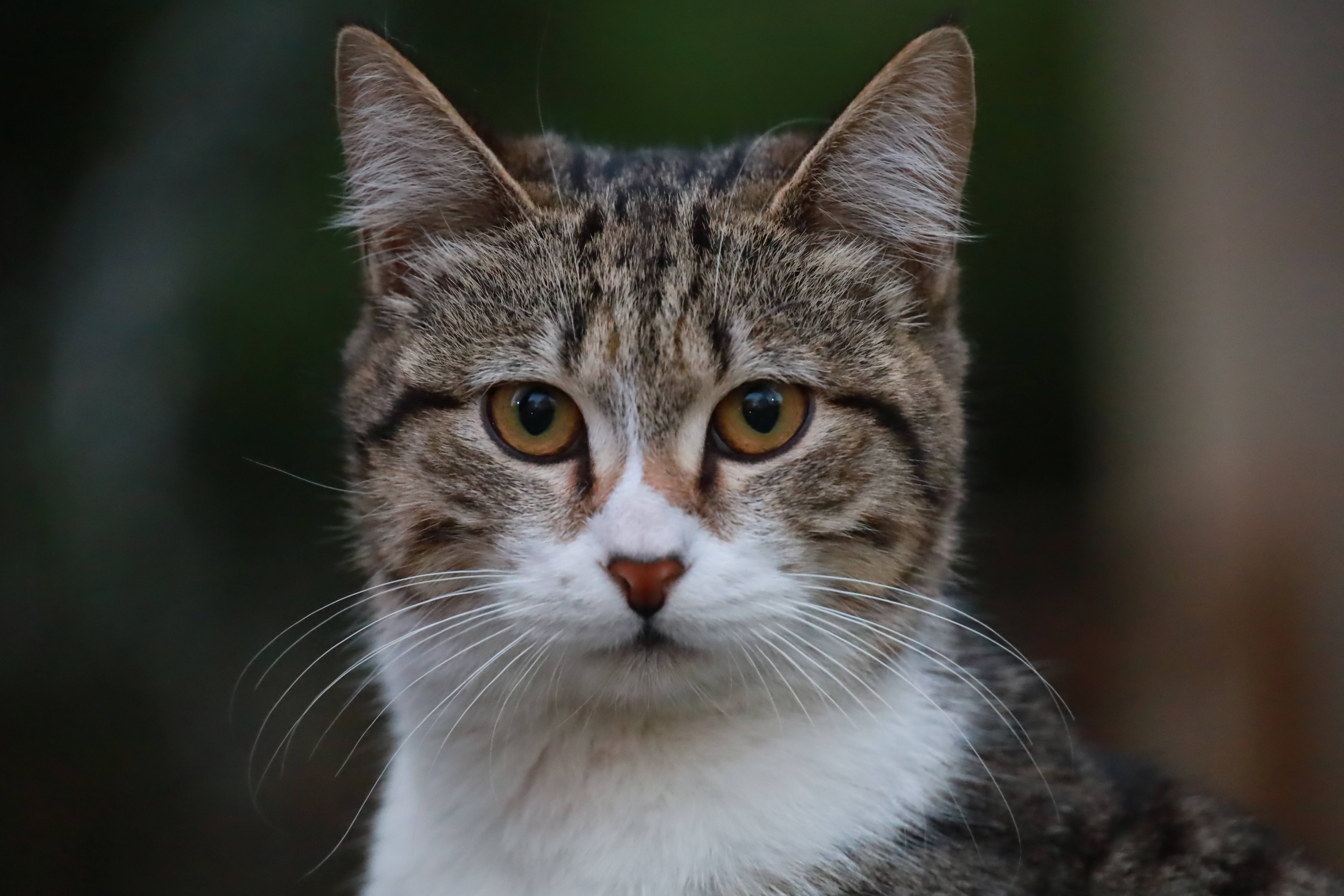 Kedi - İ. Alper Şenova