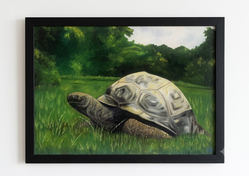 The Turtle - Gülşah Bağlarbaşı
