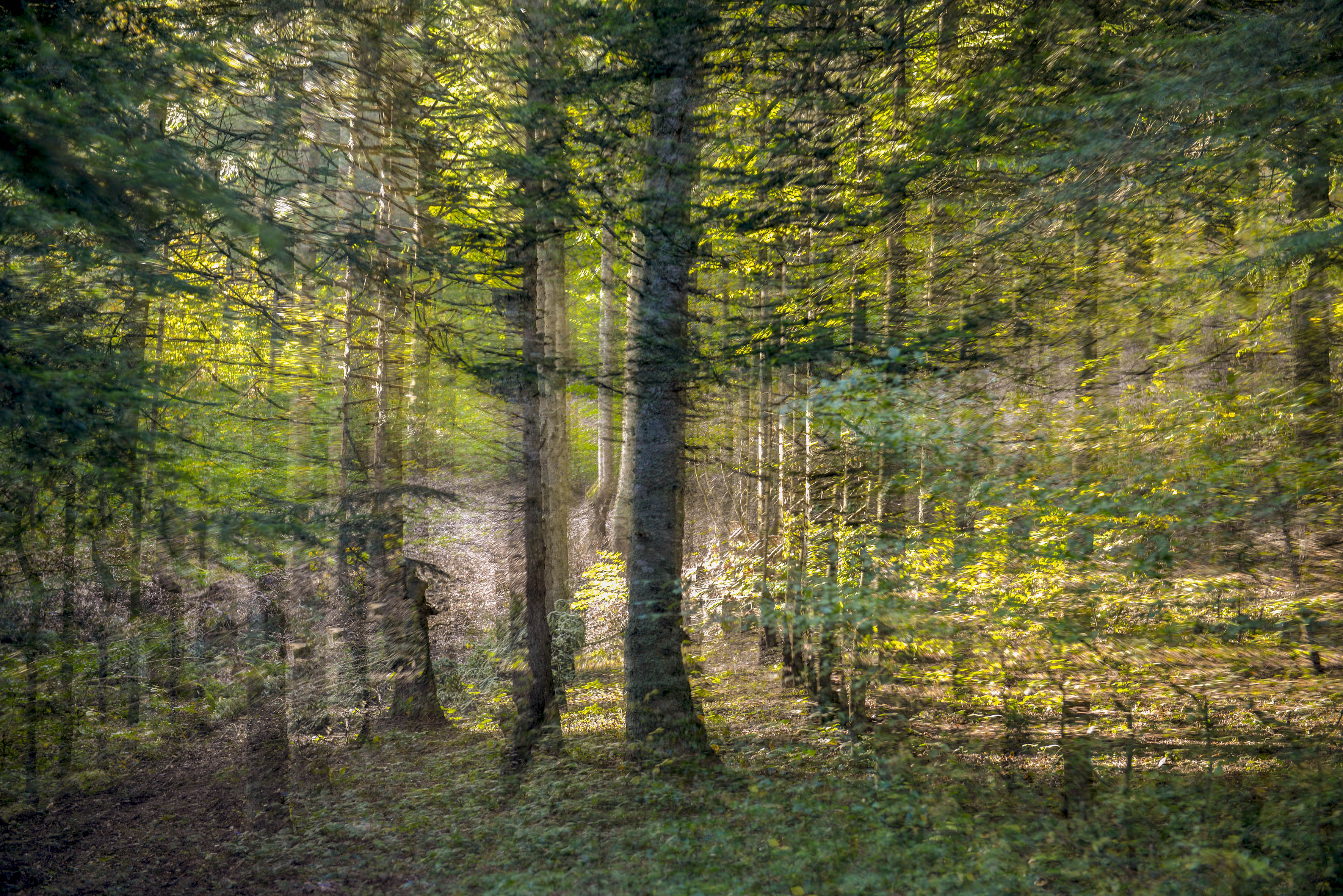 Ağaçları Çoğaltalım