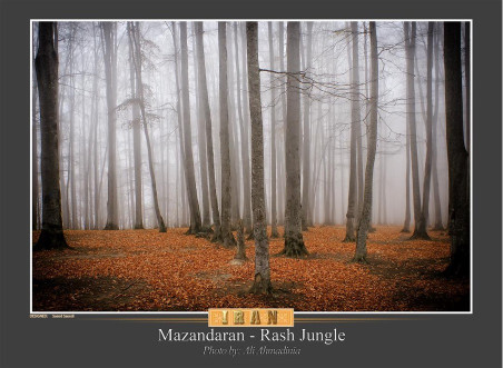 Untitled - Ali Ahmadinia