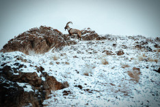 Seyed Alireza Seyd - King of The Mountian